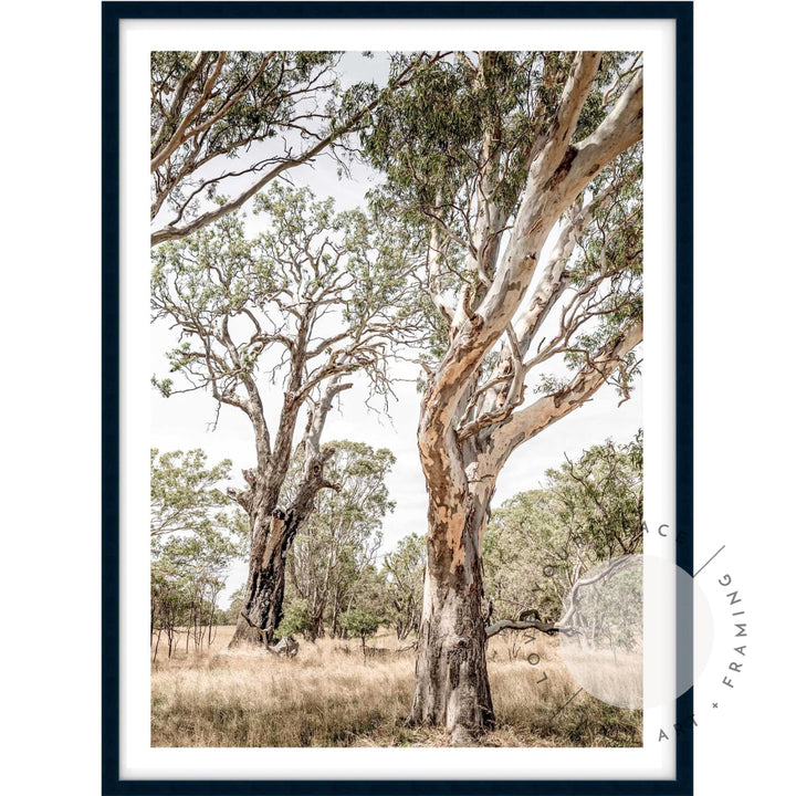 Gums of The Grampians