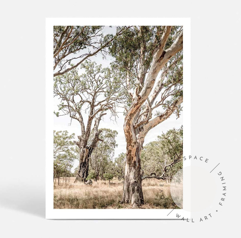 Gums of The Grampians