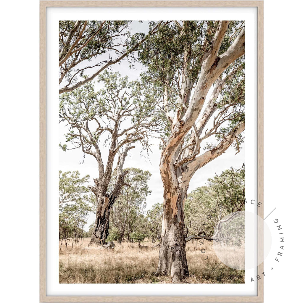 Gums of The Grampians