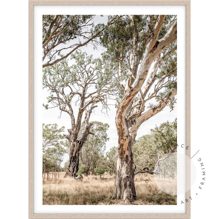 Gums of The Grampians