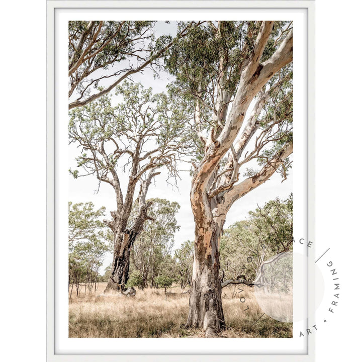 Gums of The Grampians