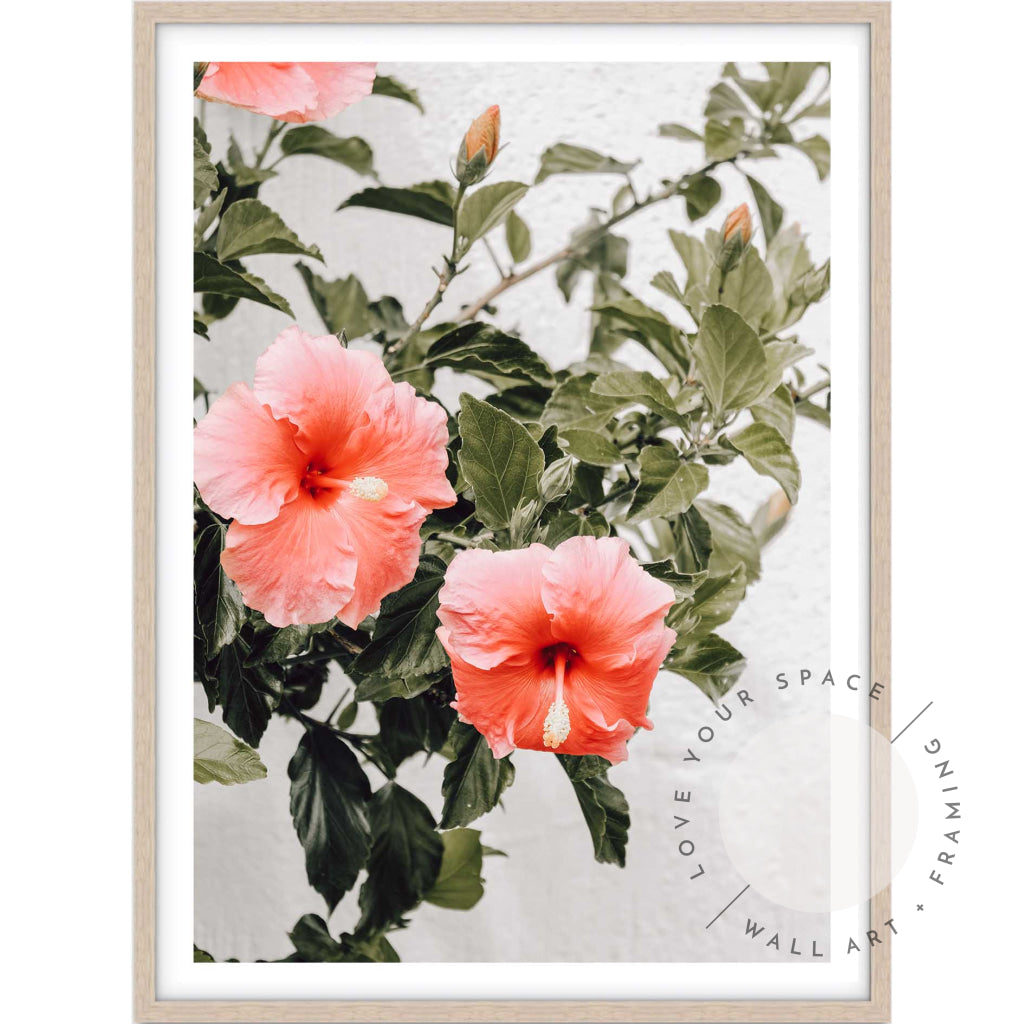 Hibiscus A4 (21cm x 29.7cm) / Oak Posters Prints & Visual Artwork