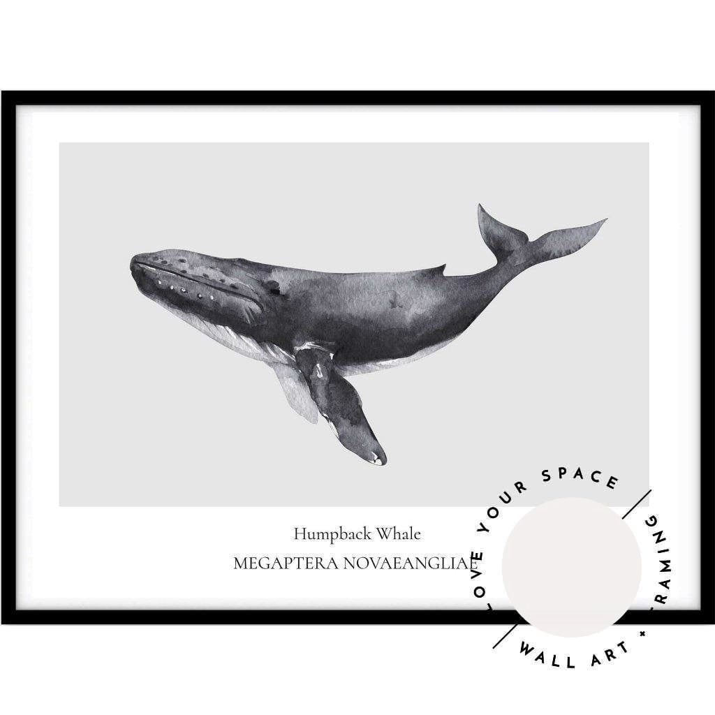 Humpback Whale - Love Your Space