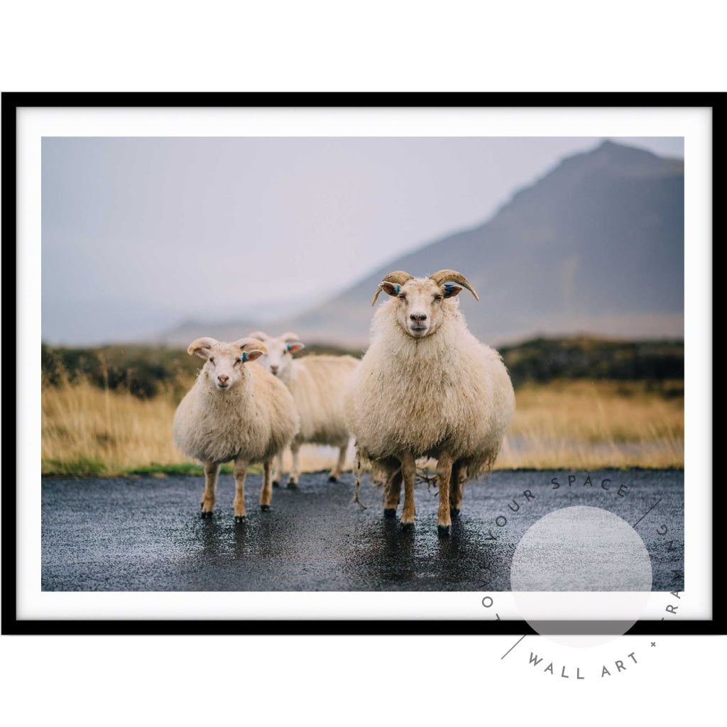 Icelandic Goats