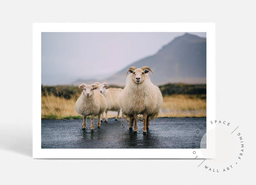 Icelandic Goats