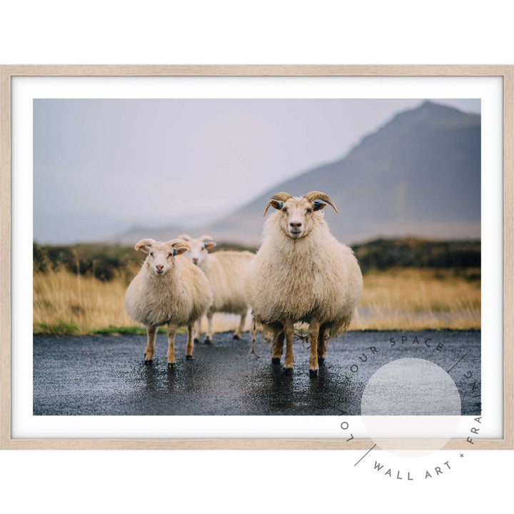 Icelandic Goats