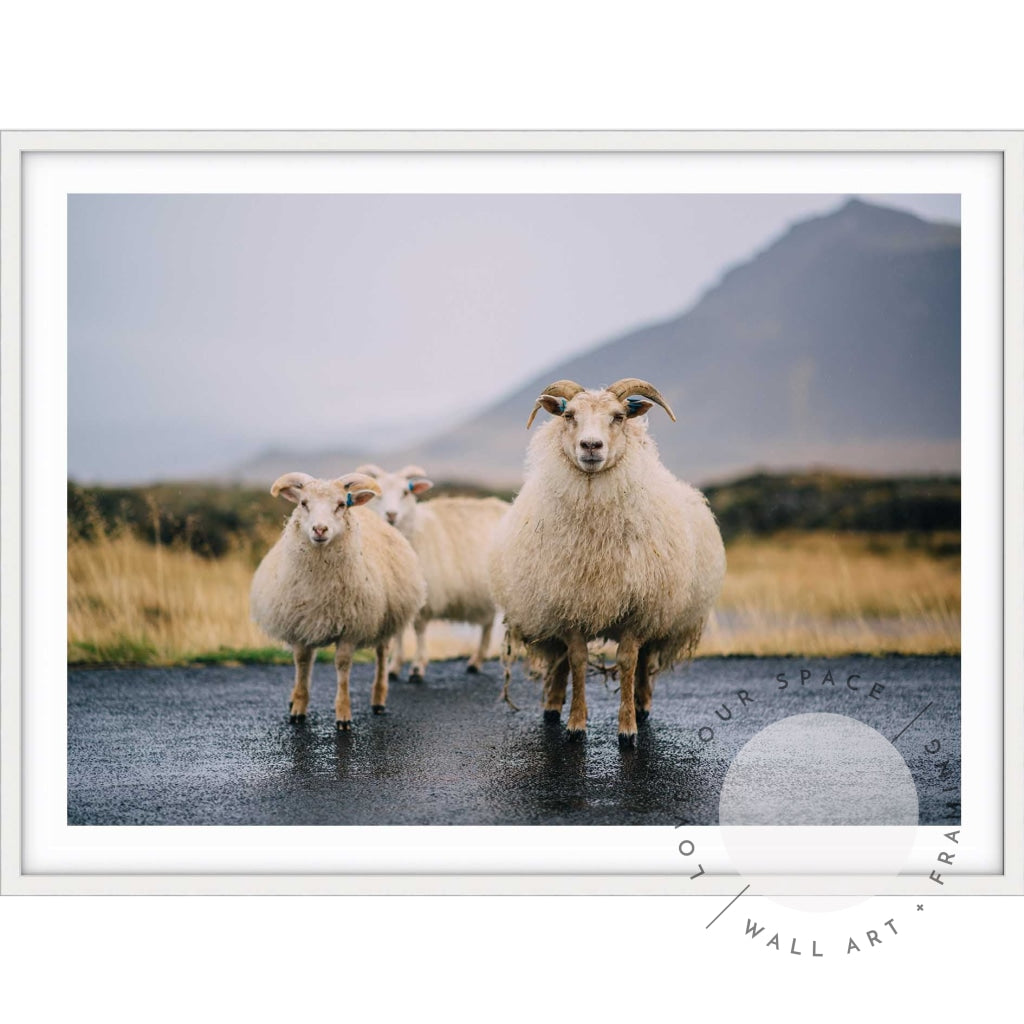 Icelandic Goats