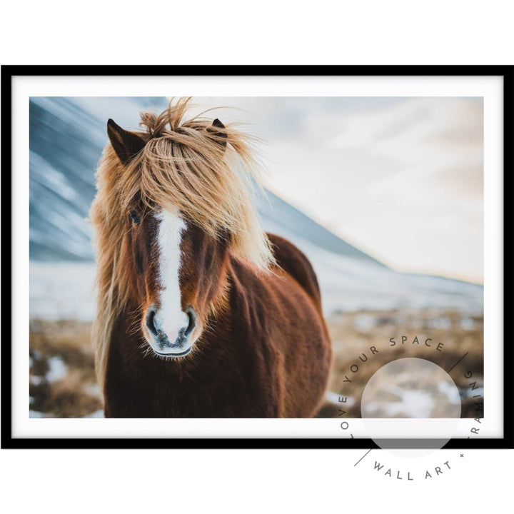 Icelandic Wild Horse