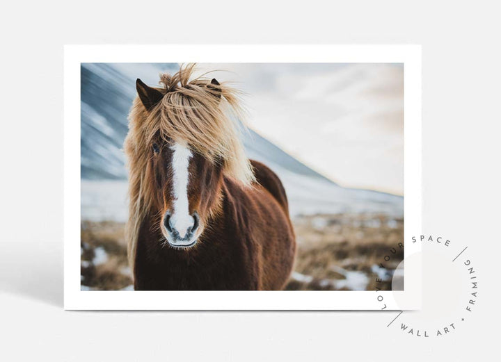 Icelandic Wild Horse