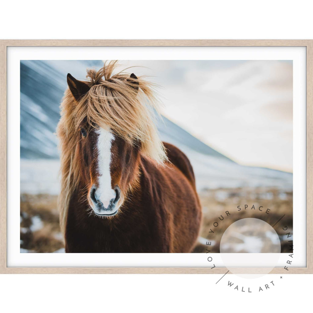 Icelandic Wild Horse