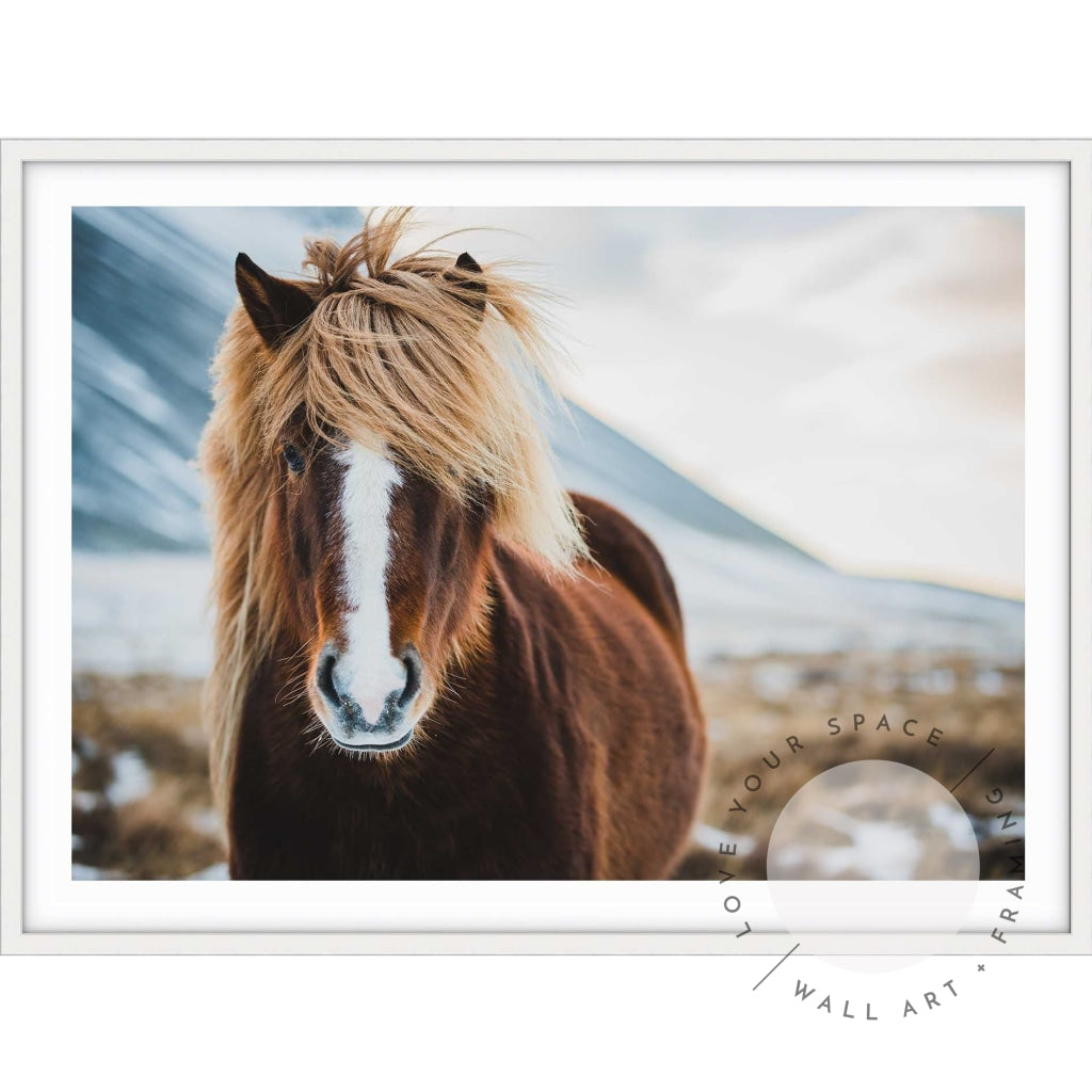 Icelandic Wild Horse