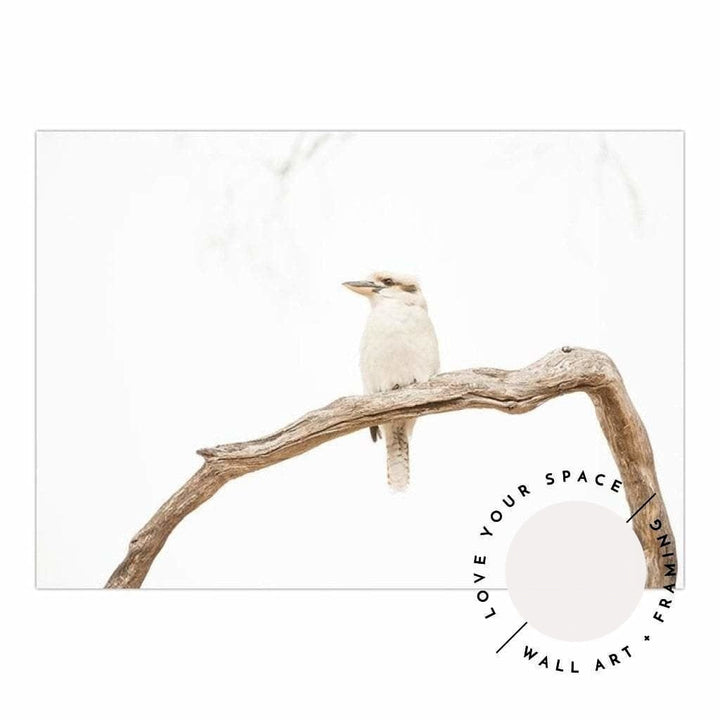 Kookaburra no.1 - Love Your Space