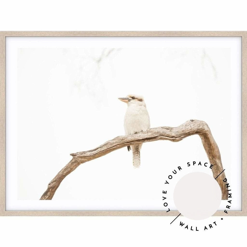 Kookaburra no.1 - Love Your Space