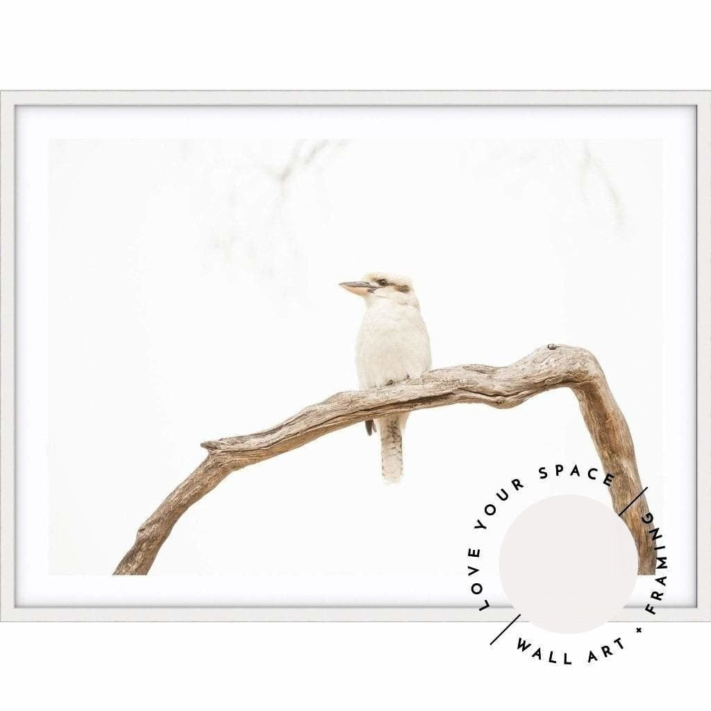 Kookaburra no.1 - Love Your Space