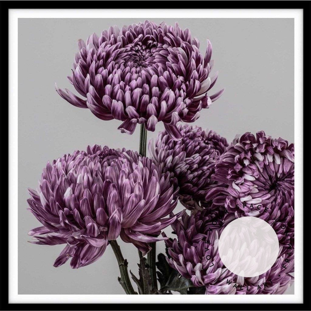 Mauve Chrysanthemum II - Love Your Space