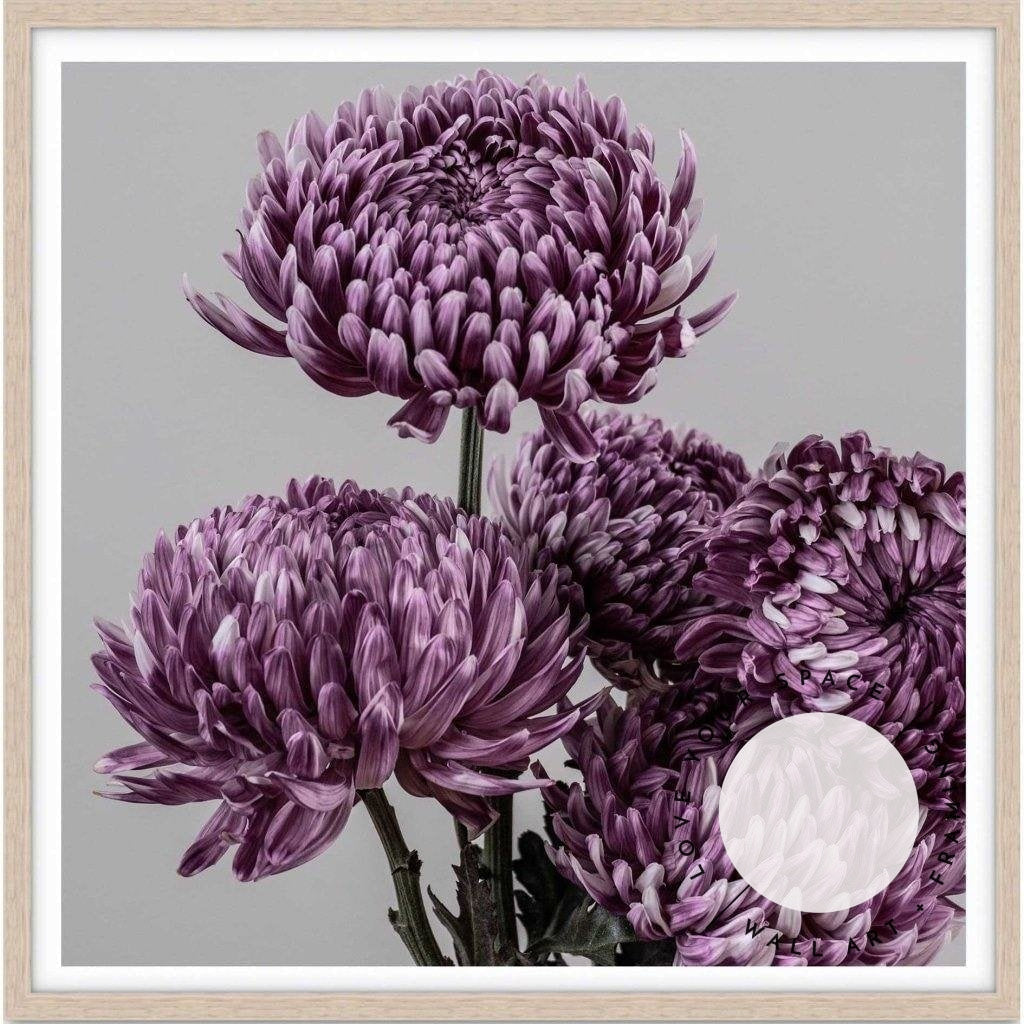 Mauve Chrysanthemum II - Love Your Space