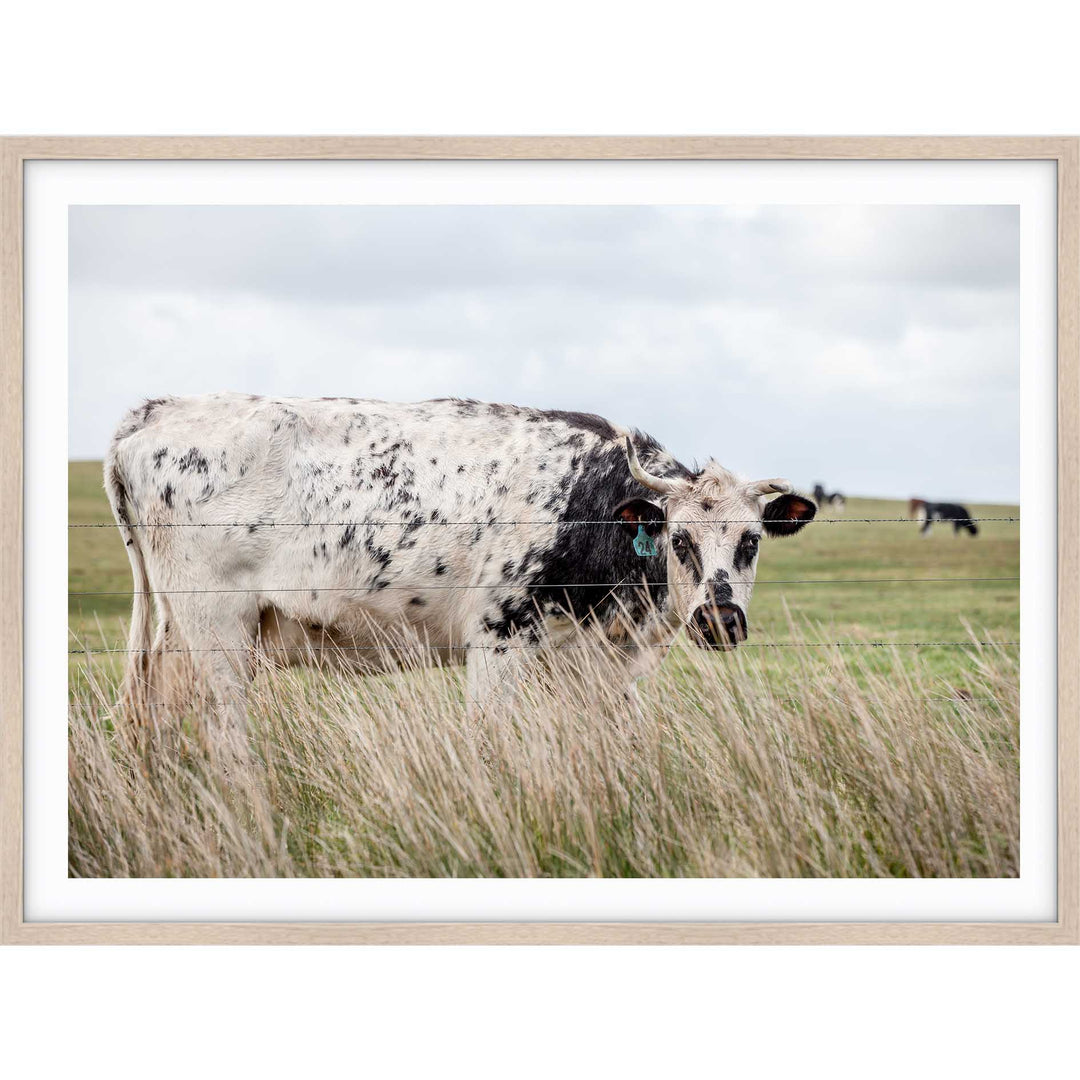 Spotty Cow