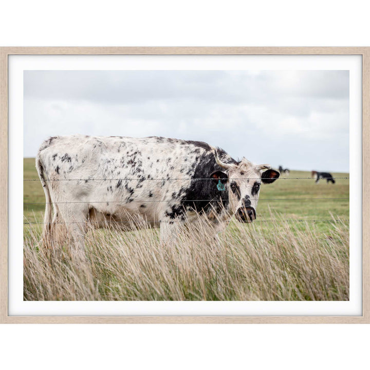 Spotty Cow