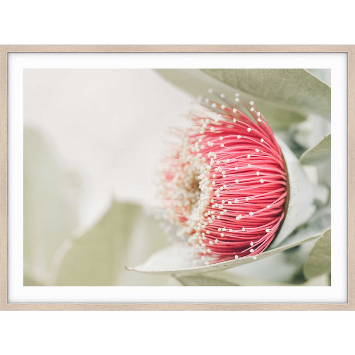 Red Eucalyptus Blossom I