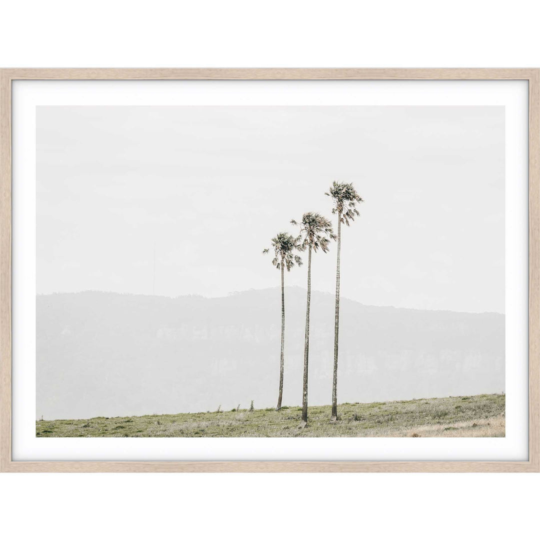 Jamberoo Palms no.3