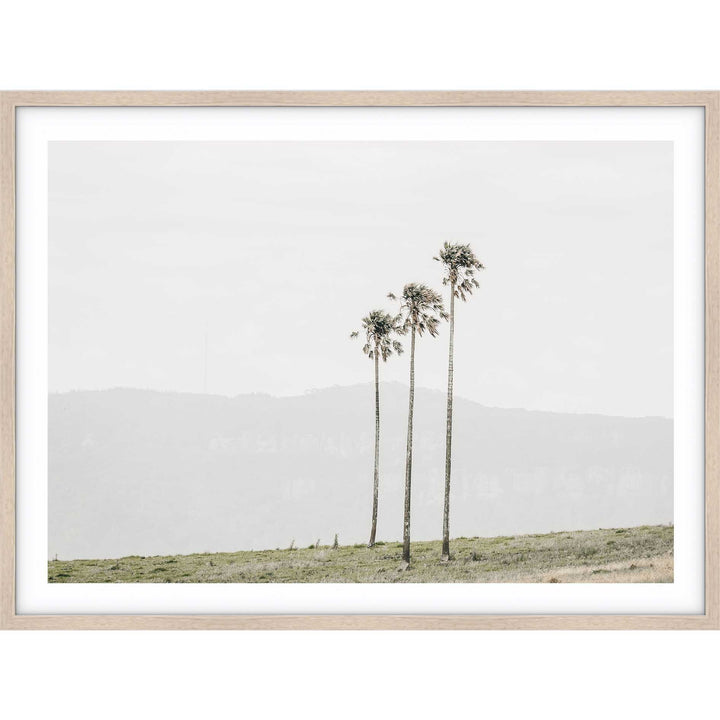 Jamberoo Palms no.3