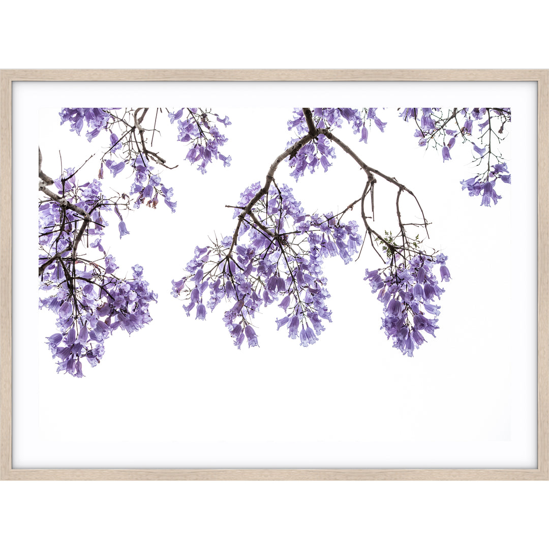 Jacaranda