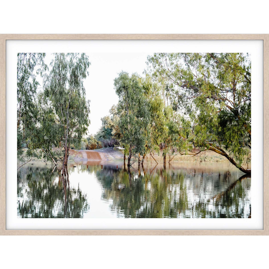 The Darling River Gum Trees II