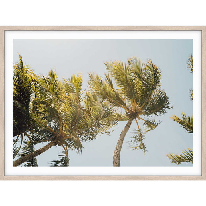 Magnetic Island Palms I