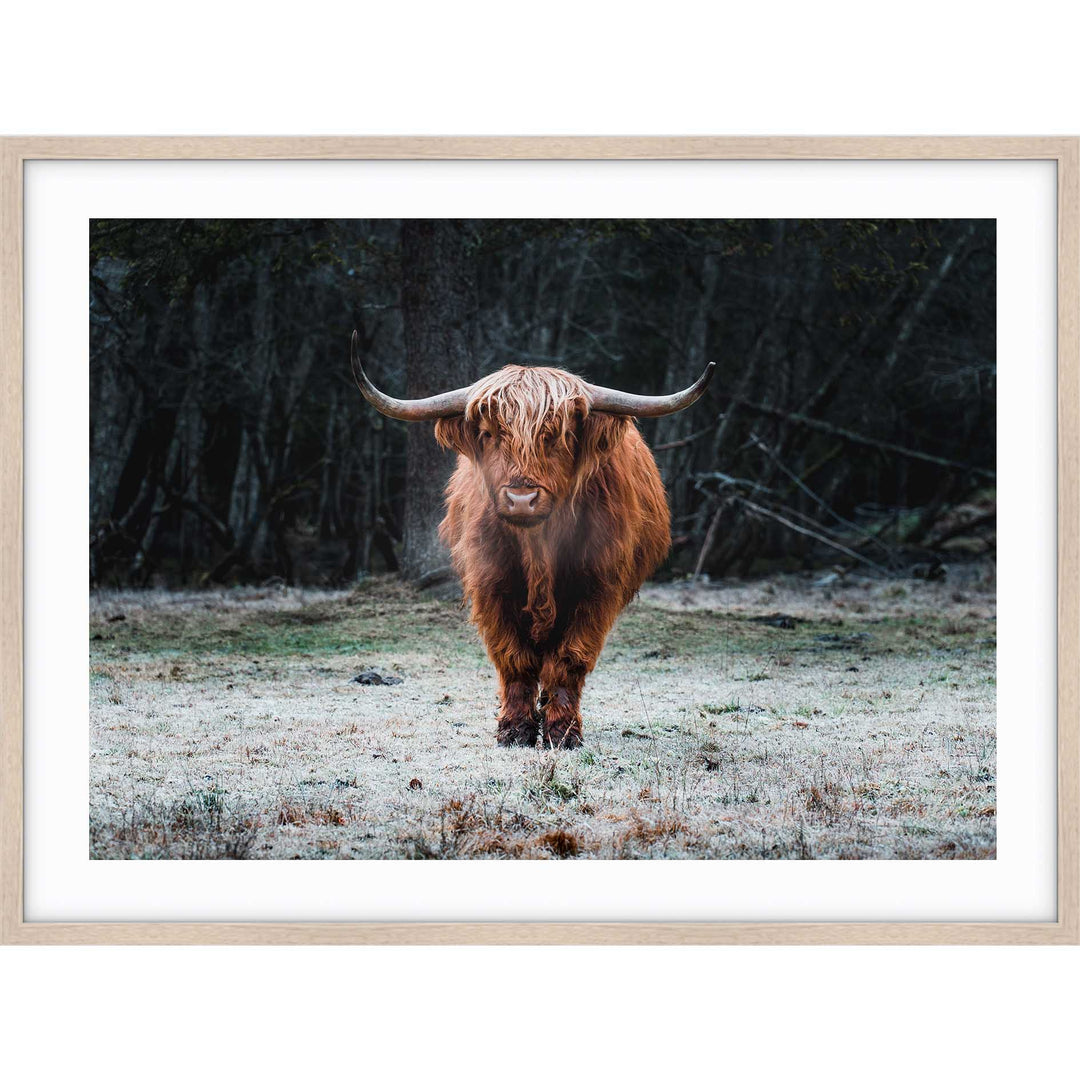 Wild Highland III