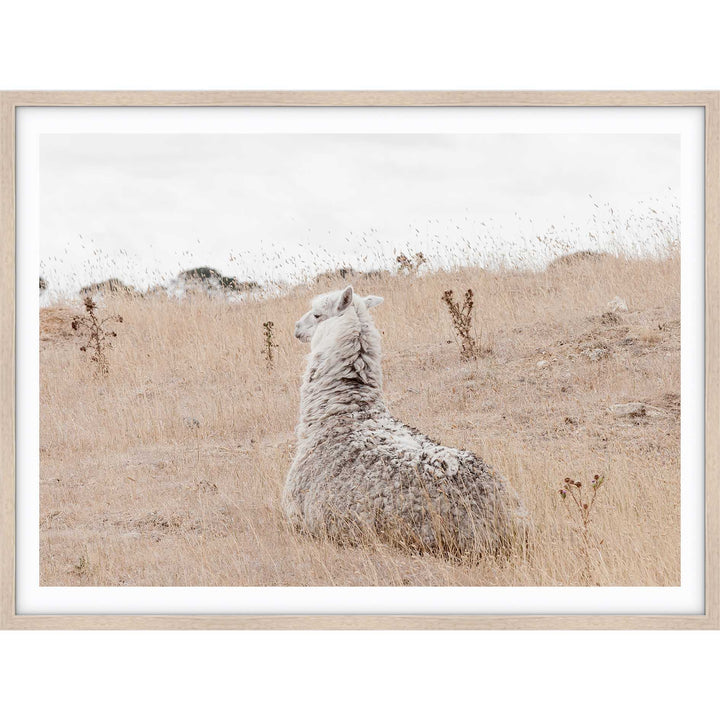 The Dreamer