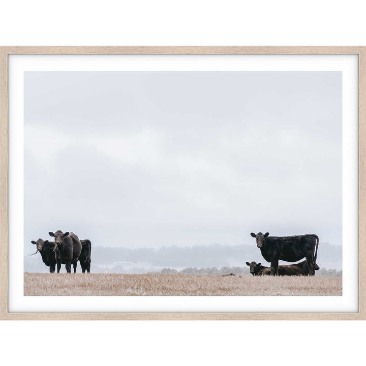 Great Ocean Road Cows