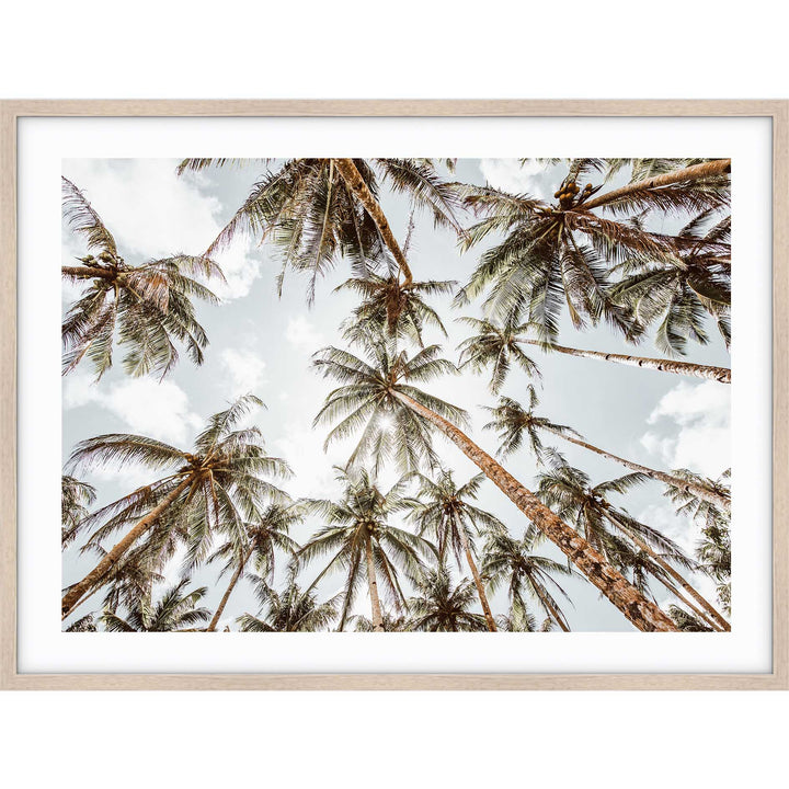 Palms For Days - Hawaii