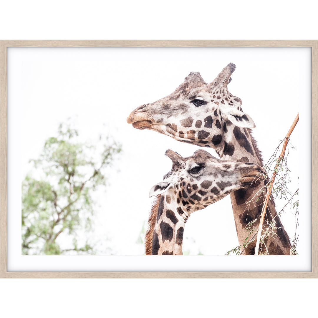Giraffe Love