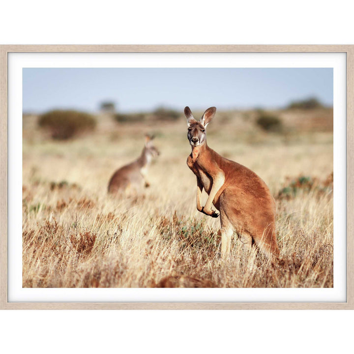 Red Kangaroo