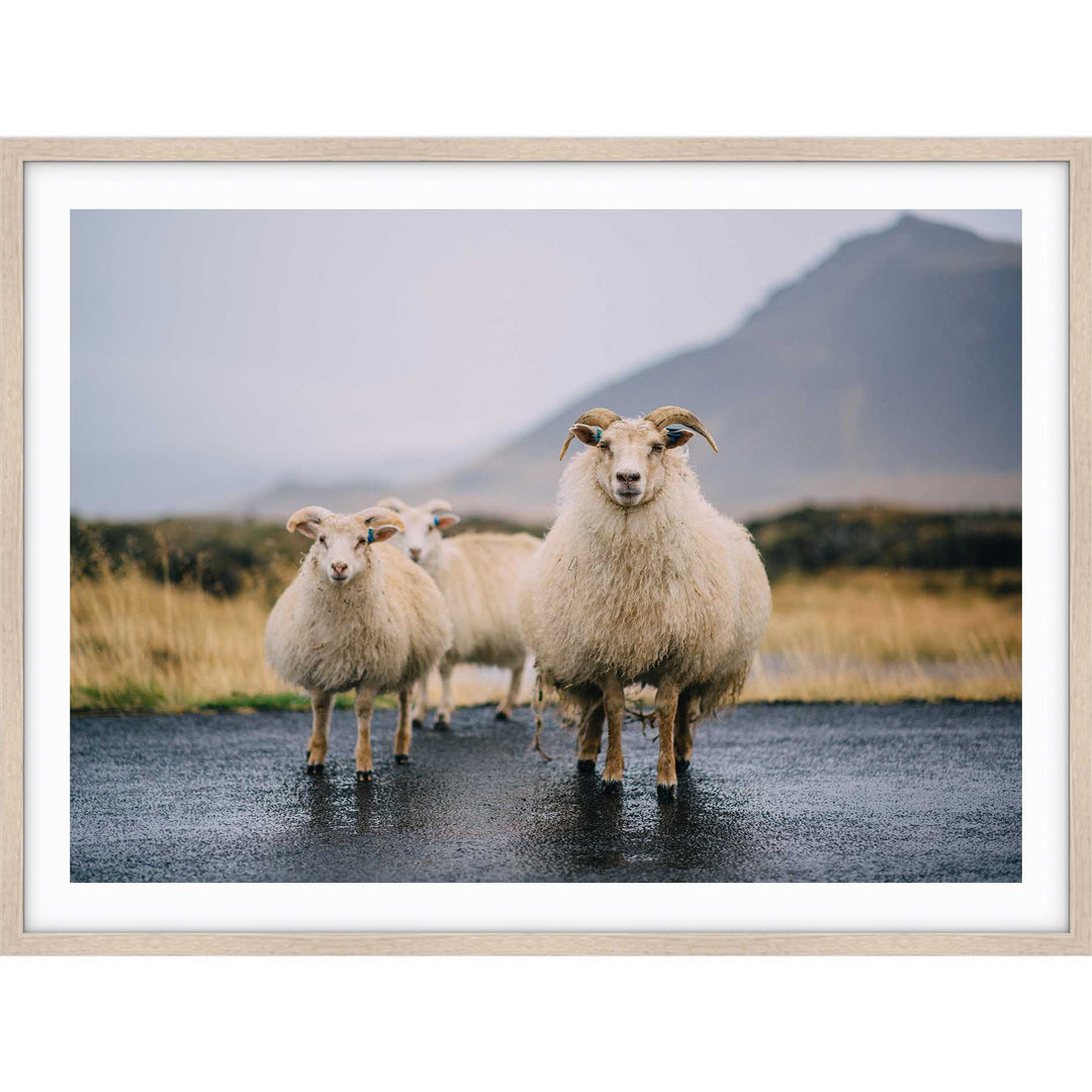 Icelandic Goats