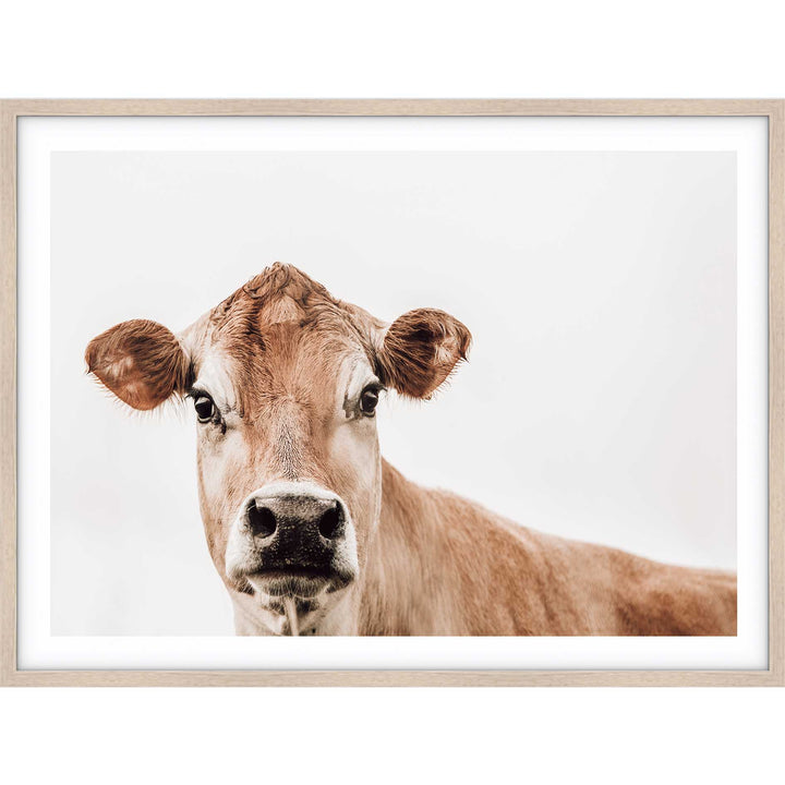 Jersey Cow