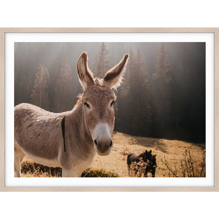 Donkey II - Italy