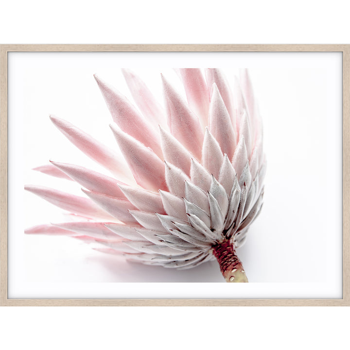 King Protea IV