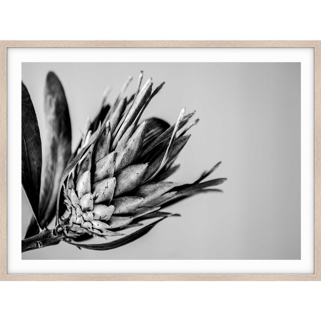 Native I B+W
