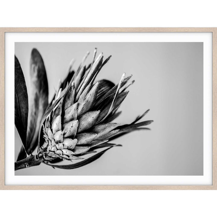 Native I B+W