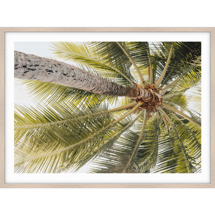 Magnetic Island Palms II