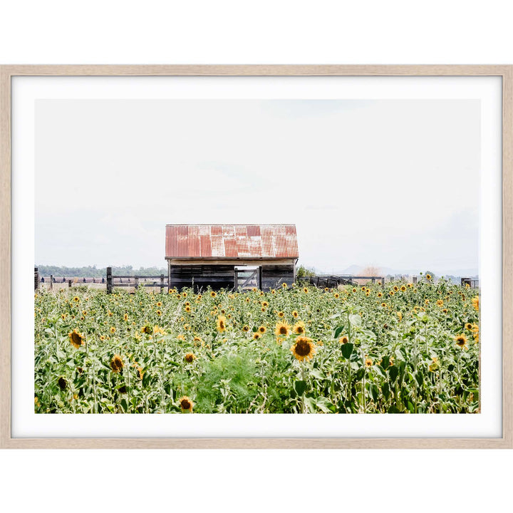 Sunflower Country