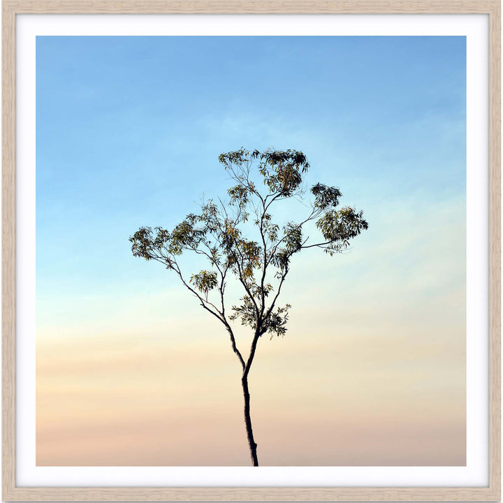 Gumtree on a Sunset Sky - SQUARE