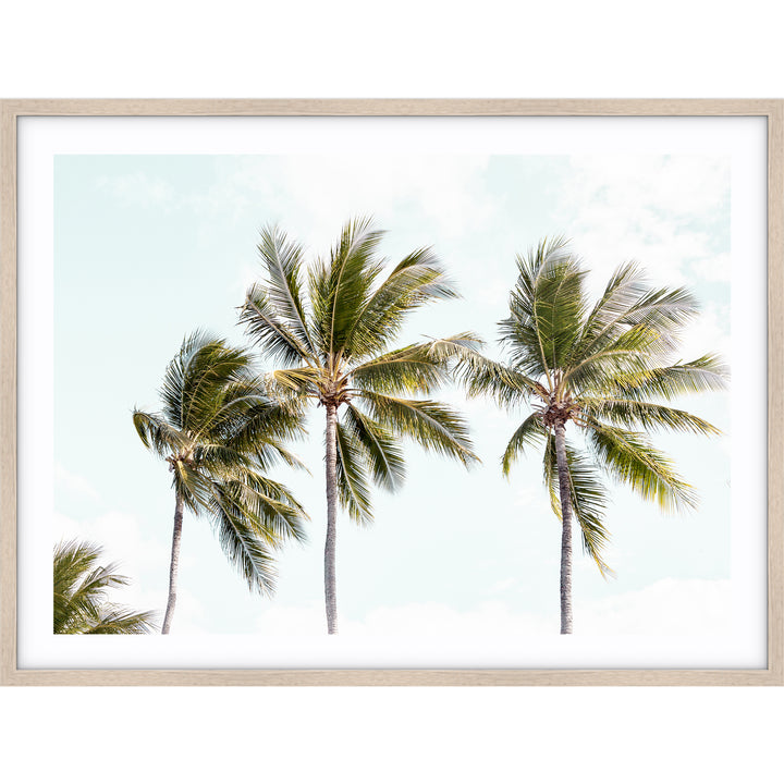 Tropical Palms II