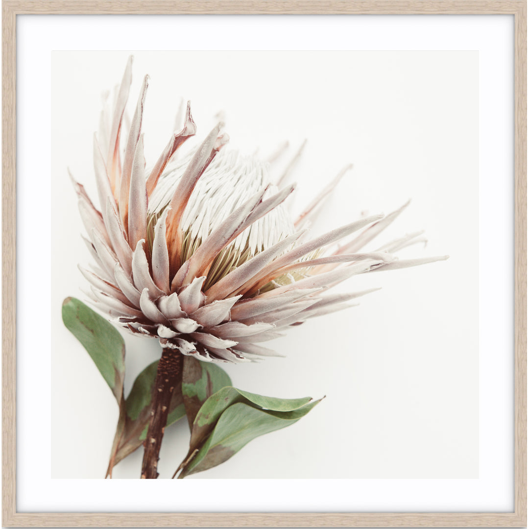 Aged King I - SQUARE