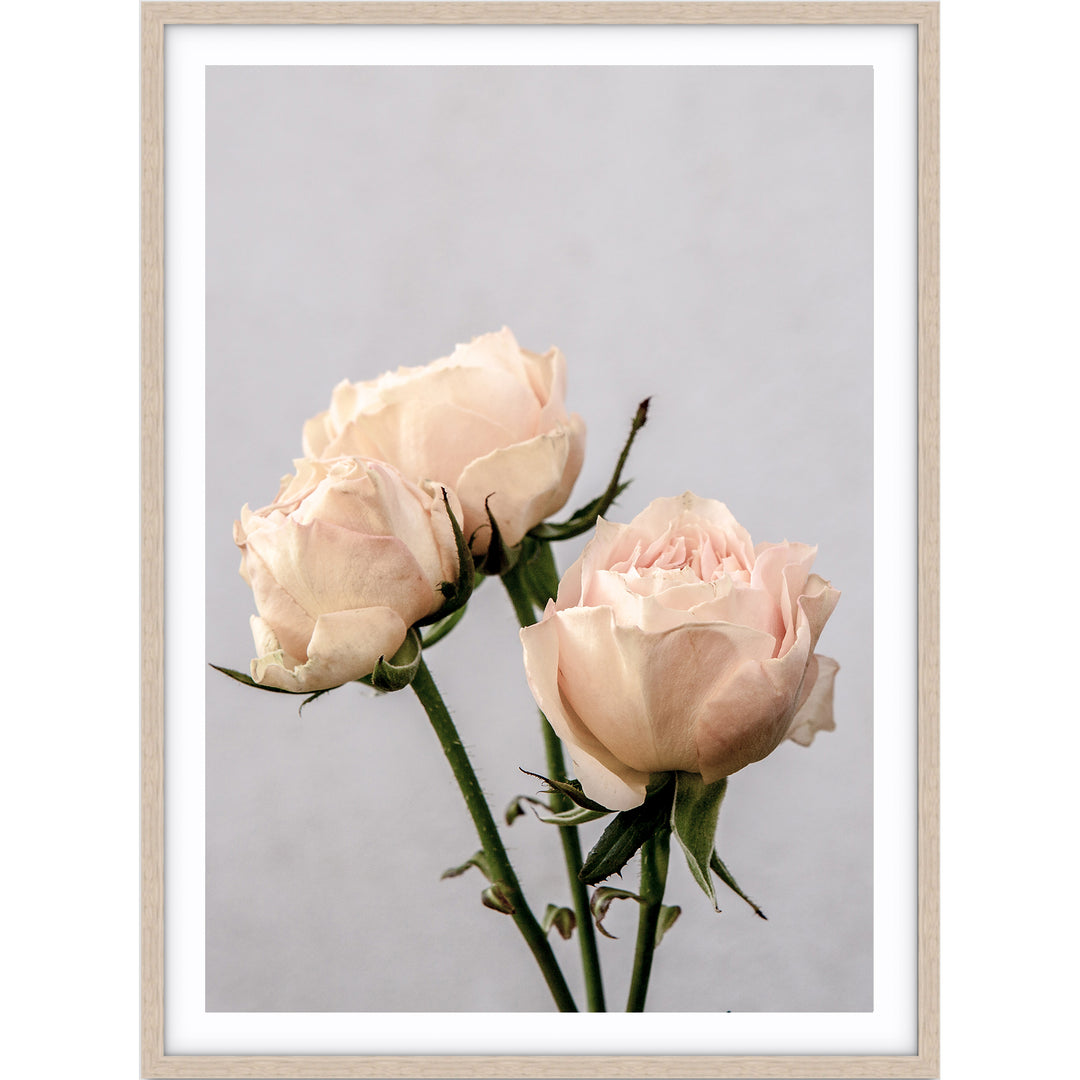 Vintage Rose II