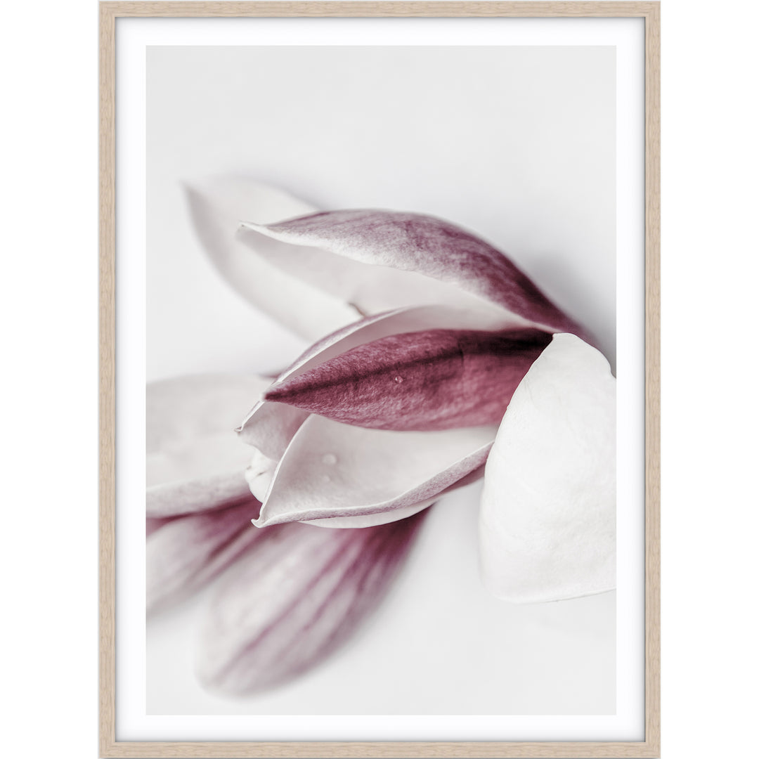 Magnolia I