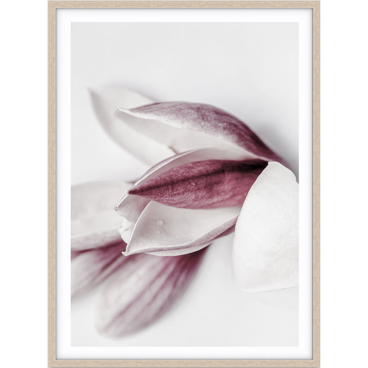 Magnolia I
