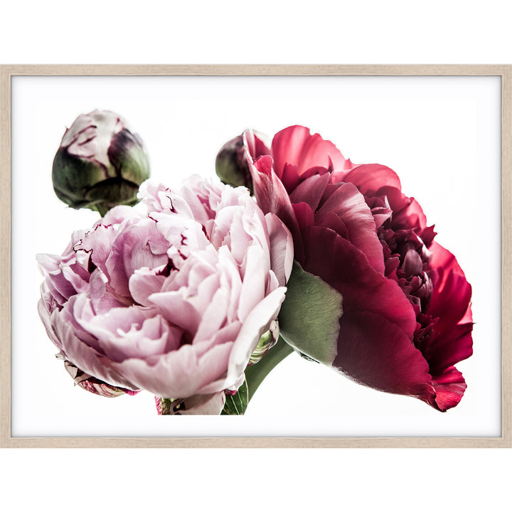 Peony Trio