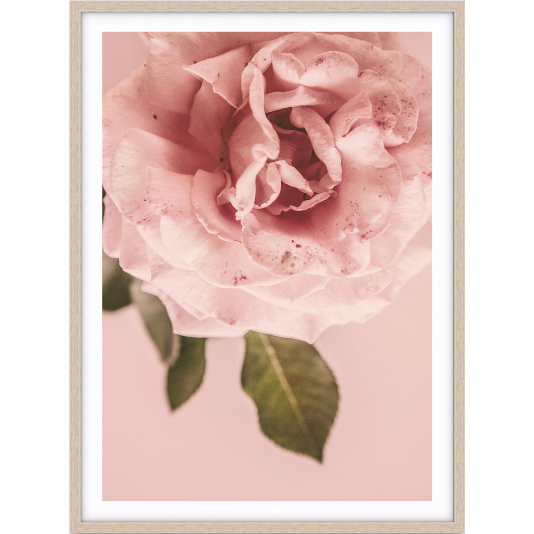 Pink Rose